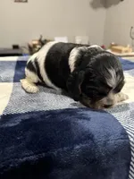 Gray Boy, a male Cocker Spaniel for sale in Hogansville, GA – Photo 8 of 8