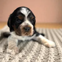 Gray Boy, a male Cocker Spaniel for sale in Hogansville, GA – Photo 1 of 8
