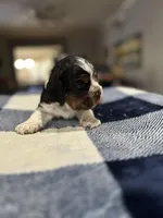 Gray Boy, a male Cocker Spaniel for sale in Hogansville, GA – Photo 5 of 8