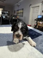 Gray Boy, a male Cocker Spaniel for sale in Hogansville, GA – Photo 4 of 8