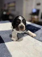 Gray Boy, a male Cocker Spaniel for sale in Hogansville, GA – Photo 3 of 8