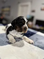 Gray Boy, a male Cocker Spaniel for sale in Hogansville, GA – Photo 2 of 8