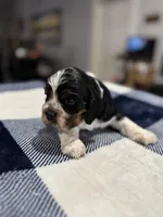 Gray Boy, a male Cocker Spaniel for sale in Hogansville, GA – Photo 7 of 8