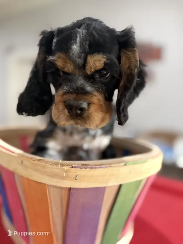 Gray Boy – Cocker Spaniel puppy for sale in Hogansville, GA