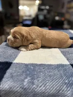 Red Girl, a female Cocker Spaniel for sale in Hogansville, GA – Photo 4 of 7