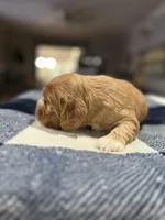 Red Girl, a female Cocker Spaniel for sale in Hogansville, GA – Photo 3 of 7