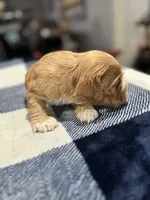 Red Girl, a female Cocker Spaniel for sale in Hogansville, GA – Photo 7 of 7