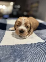 Red Girl, a female Cocker Spaniel for sale in Hogansville, GA – Photo 2 of 7