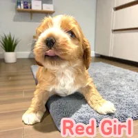 Red Girl, a female Cocker Spaniel for sale in Hogansville, GA – Photo 1 of 7