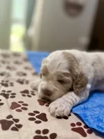 Blue Boy, a male Cockapoo for sale in Hogansville, GA – 3 of 8