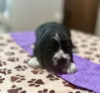 Purple Girl, a female Cockapoo for sale in Hogansville, GA – 3 of 6
