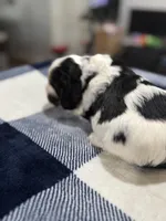 Black Boy, a male Cocker Spaniel for sale in Hogansville, GA – Photo 2 of 5