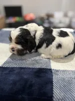 Black Boy, a male Cocker Spaniel for sale in Hogansville, GA – Photo 4 of 5