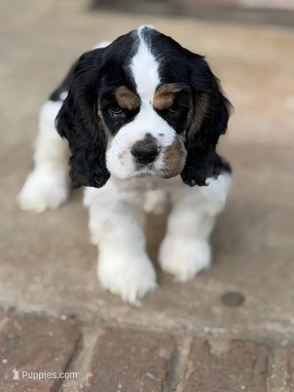 Black Boy – Cocker Spaniel puppy for sale in Hogansville, GA