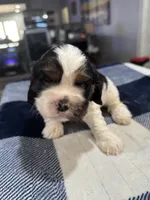 Black Boy, a male Cocker Spaniel for sale in Hogansville, GA – Photo 1 of 5