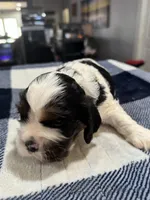 Black Boy, a male Cocker Spaniel for sale in Hogansville, GA – Photo 5 of 5