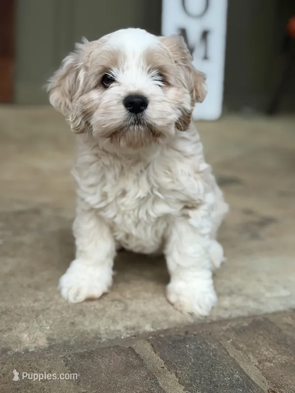 Sweet Girl Cockapoo – Cockapoo puppy for sale in Hogansville, GA