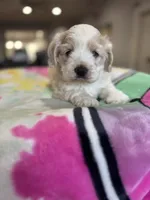 Sweet Girl Cockapoo, a female Cockapoo for sale in Hogansville, GA – Photo 1 of 7