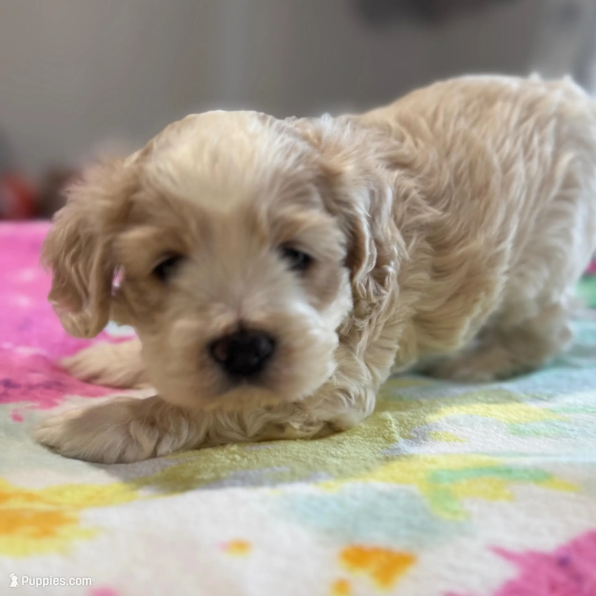 Sweet Girl Cockapoo, a female Cockapoo for sale in Hogansville, GA – Photo 7 of 7