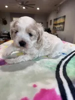 Sweet Girl Cockapoo, a female Cockapoo for sale in Hogansville, GA – Photo 6 of 7