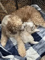 Sweet Girl Cockapoo, a female Cockapoo for sale in Hogansville, GA – Photo 2 of 7
