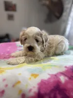 Sweet Girl Cockapoo, a female Cockapoo for sale in Hogansville, GA – Photo 4 of 7