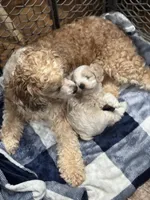 Sweet Girl Cockapoo, a female Cockapoo for sale in Hogansville, GA – Photo 3 of 7