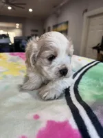 Sweet Girl Cockapoo, a female Cockapoo for sale in Hogansville, GA – Photo 5 of 7