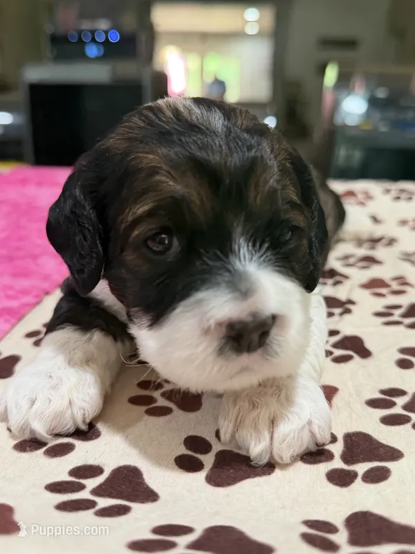 Pink Girl – Cockapoo puppy for sale in Hogansville, GA