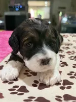 Pink Girl, a female Cockapoo for sale in Hogansville, GA – 1 of 8