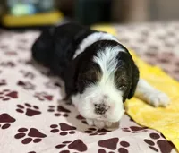 Yellow Boy, a male Cockapoo for sale in Hogansville, GA – 9 of 10