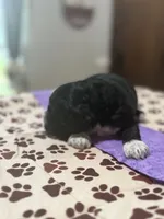 Purple Girl, a female Cockapoo for sale in Hogansville, GA – 2 of 6
