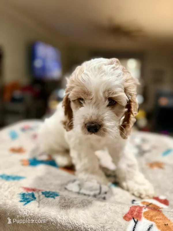 Blue Boy – Cockapoo puppy for sale in Hogansville, GA