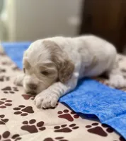Blue Boy, a male Cockapoo for sale in Hogansville, GA – 2 of 8