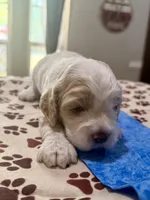 Blue Boy, a male Cockapoo for sale in Hogansville, GA – 5 of 8