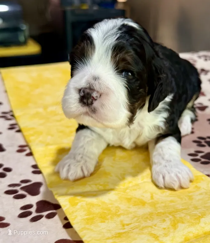 Yellow Boy – Cockapoo puppy for sale in Hogansville, GA