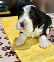Yellow Boy, a male Cockapoo for sale in Hogansville, GA – 1 of 10