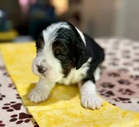 Yellow Boy, a male Cockapoo for sale in Hogansville, GA – 8 of 10