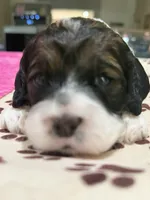 Pink Girl, a female Cockapoo for sale in Hogansville, GA – 4 of 8