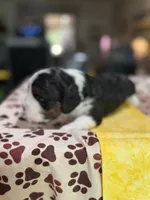 Yellow Boy, a male Cockapoo for sale in Hogansville, GA – 6 of 10