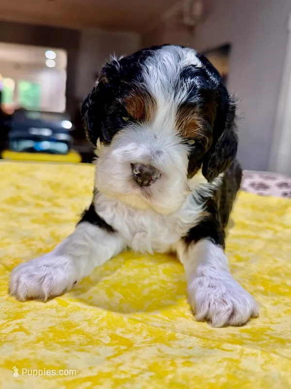 Yellow Boy – Cockapoo puppy for sale in Hogansville, GA
