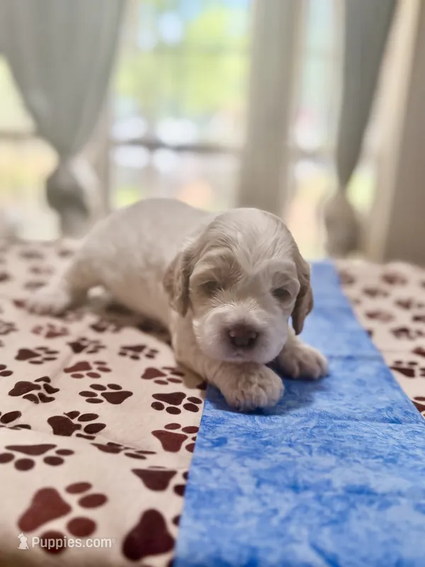 Blue Boy – Cockapoo puppy for sale in Hogansville, GA