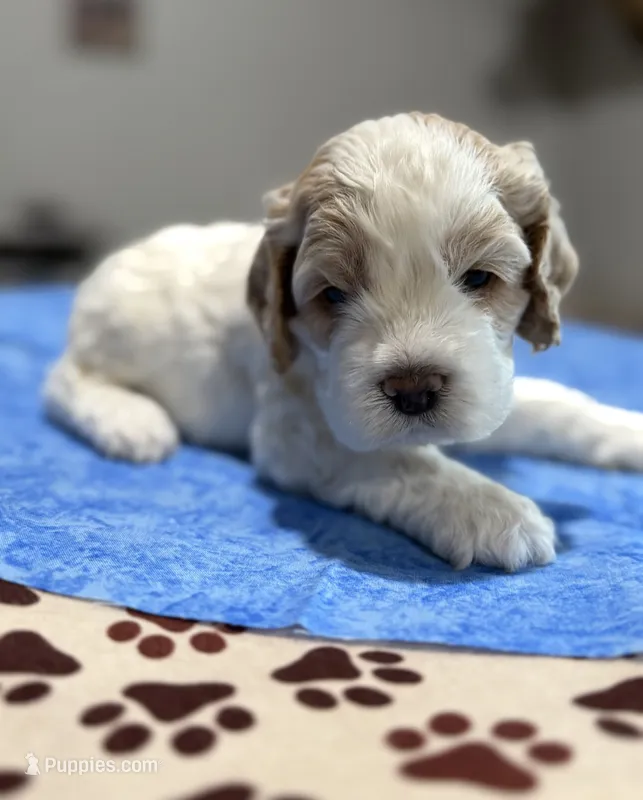 Blue Boy – Cockapoo puppy for sale in Hogansville, GA