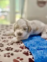 Blue Boy, a male Cockapoo for sale in Hogansville, GA – 4 of 8