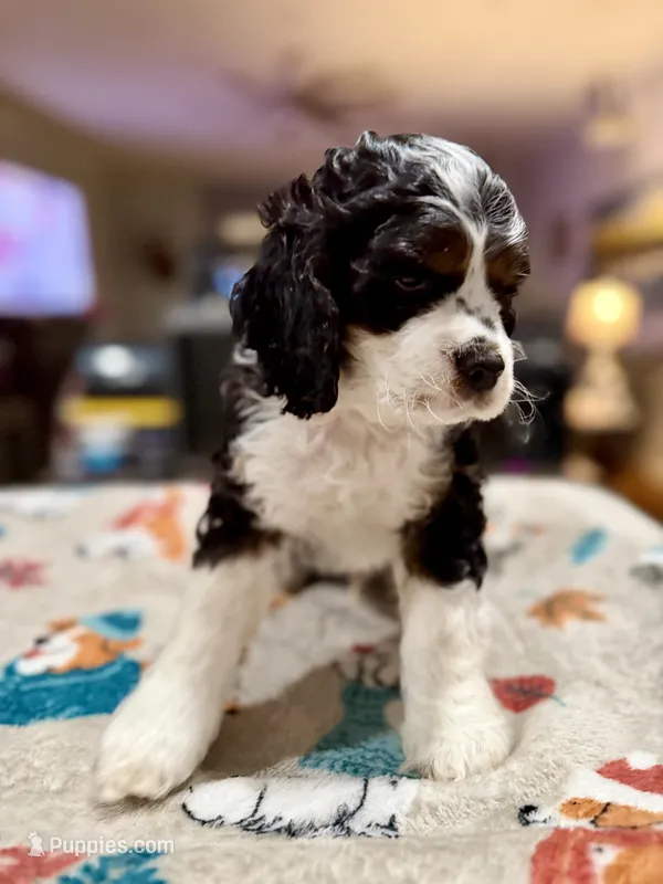 Yellow Boy – Cockapoo puppy for sale in Hogansville, GA