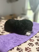 Purple Girl, a female Cockapoo for sale in Hogansville, GA – 6 of 6