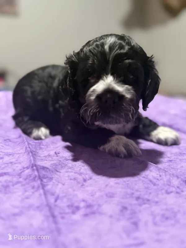 Purple Girl – Cockapoo puppy for sale in Hogansville, GA