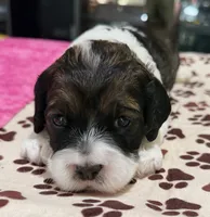 Pink Girl, a female Cockapoo for sale in Hogansville, GA – 3 of 8