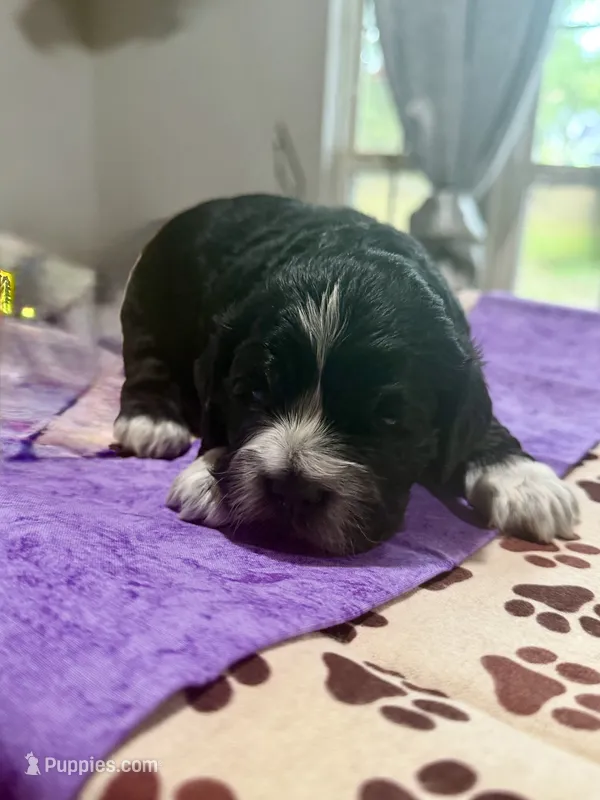 Purple Girl – Cockapoo puppy for sale in Hogansville, GA
