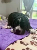Purple Girl, a female Cockapoo for sale in Hogansville, GA – 1 of 6